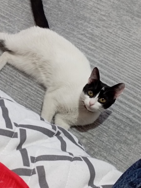 Tekir Kedi, Kedi  İsim koymadik fotoğrafı