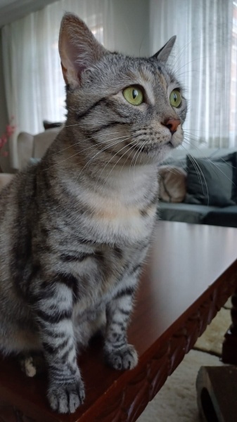 Tekir Kedi, Kedi  Çakıl fotoğrafı