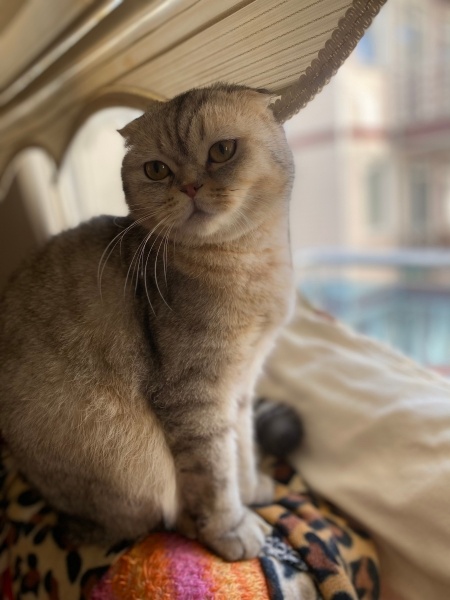 Scottish Fold, Kedi  Badem fotoğrafı