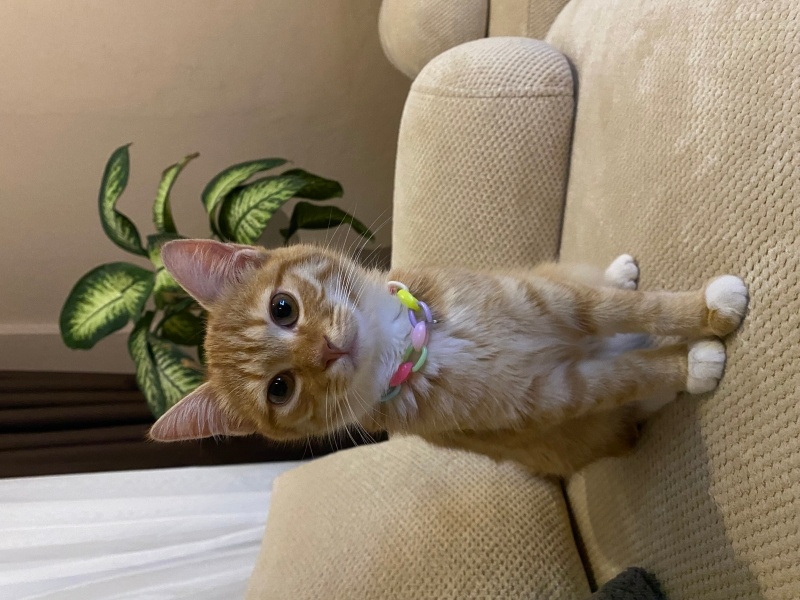 Sarman, Kedi  Umay fotoğrafı