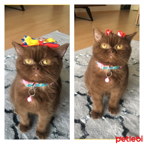 British Shorthair, Kedi  Anna fotoğrafı