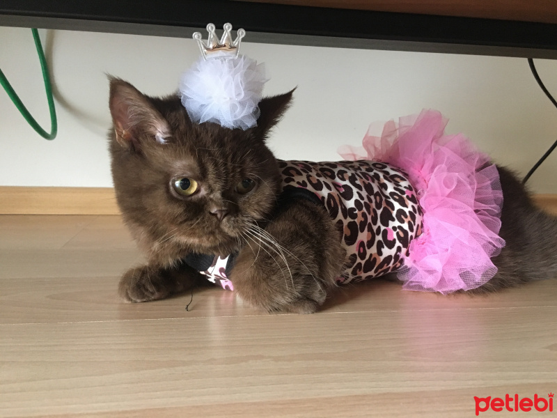 British Shorthair, Kedi  Anna fotoğrafı
