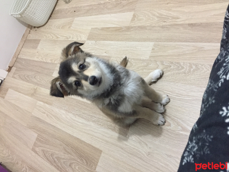 Sibirya Kurdu (Husky), Köpek  fairy fotoğrafı