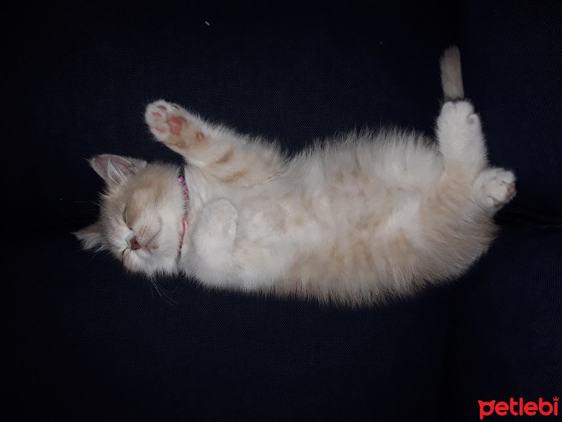 British Shorthair, Kedi  Balım fotoğrafı