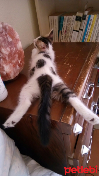 Tekir Kedi, Kedi  Latte fotoğrafı
