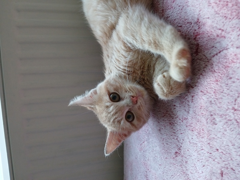 Sarman, Kedi  Tarçın fotoğrafı