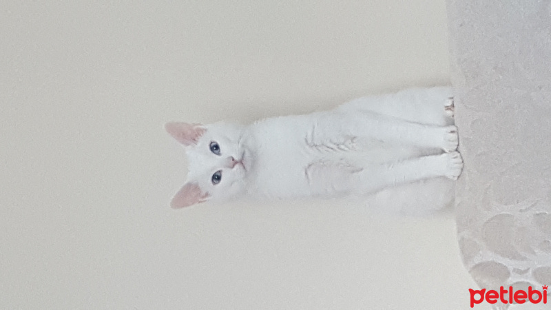 Van Kedisi, Kedi  Şerbet fotoğrafı