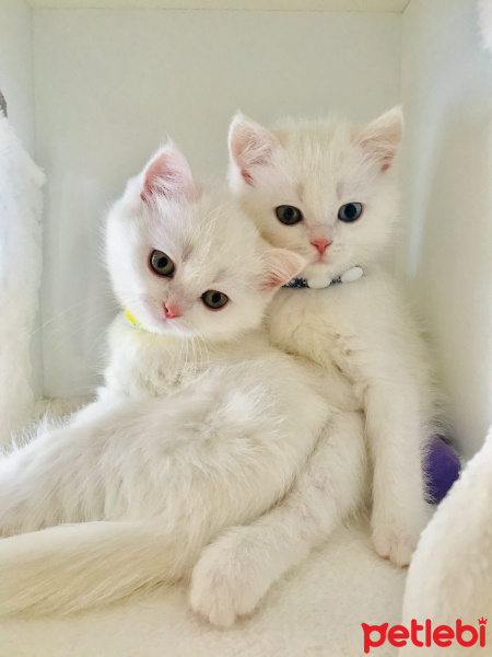 British Shorthair, Kedi  Lokum fotoğrafı