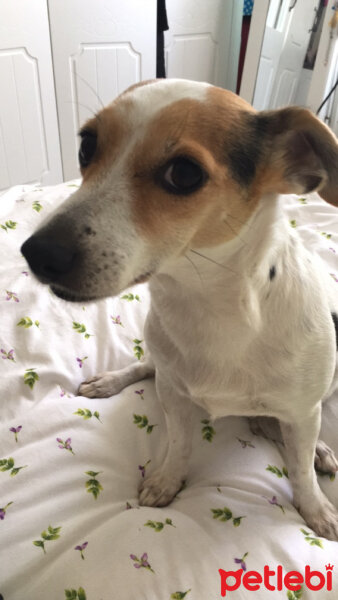 Jack Russell Terrier, Köpek  Badem fotoğrafı