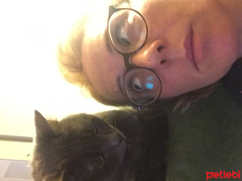 Soke, Kedi  Muffin fotoğrafı