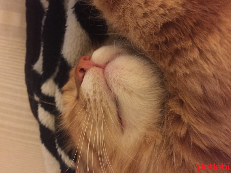 Soke, Kedi  Boyoz fotoğrafı