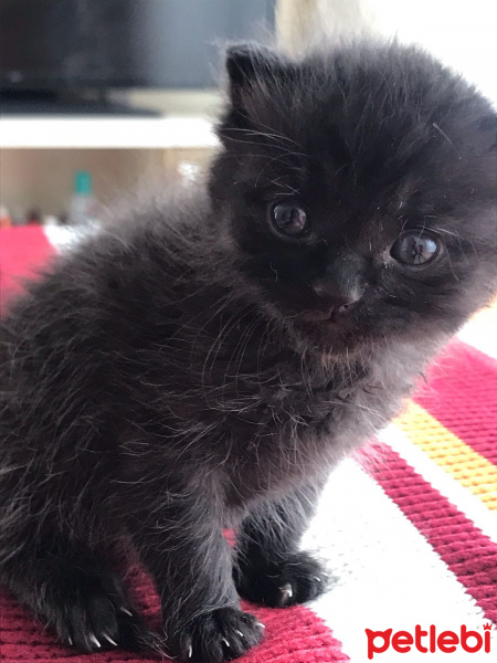 Bombay, Kedi  Şans fotoğrafı