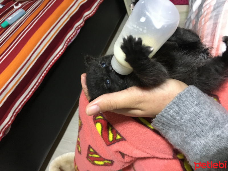 Bombay, Kedi  Şans fotoğrafı