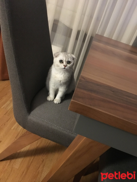 Scottish Fold, Kedi  BERLİN fotoğrafı