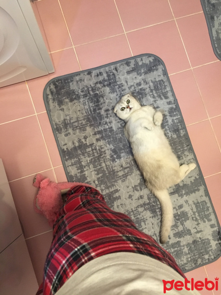 Scottish Fold, Kedi  BERLİN fotoğrafı