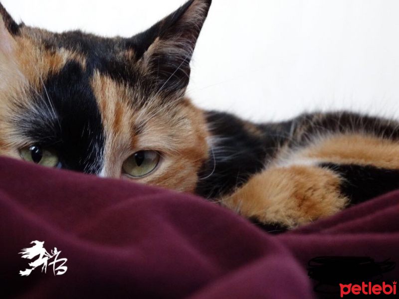 Tekir Kedi, Kedi  Zuzu fotoğrafı
