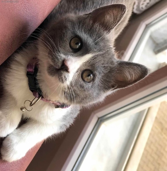 British Shorthair, Kedi  Ucretsiz sahiplendirme fotoğrafı