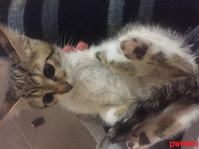 Tekir Kedi, Kedi  Daisy fotoğrafı