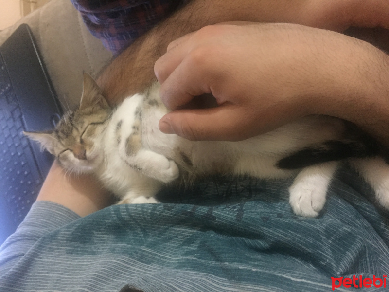 Tekir Kedi, Kedi  Daisy fotoğrafı
