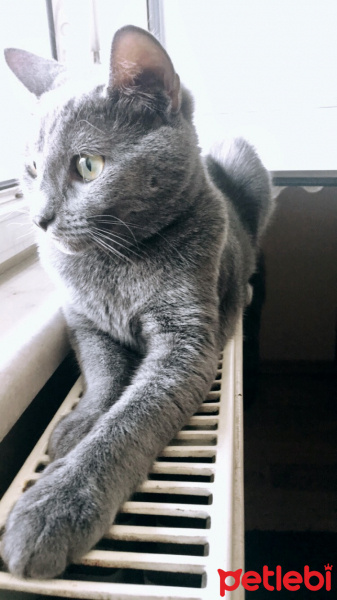 British Shorthair, Kedi  Mathilda fotoğrafı