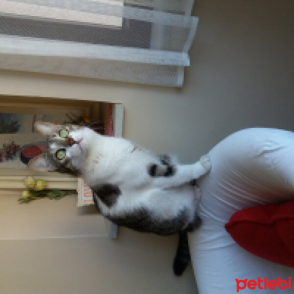 Tekir Kedi, Kedi  Prenses fotoğrafı