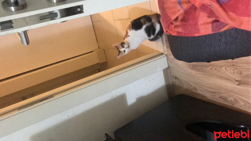 Tekir Kedi, Kedi  Fındık fotoğrafı