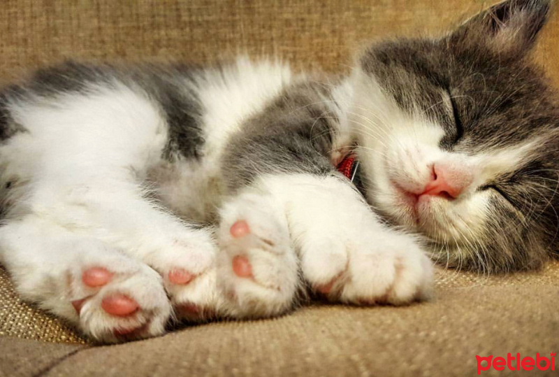 Tekir Kedi, Kedi  Mimi fotoğrafı