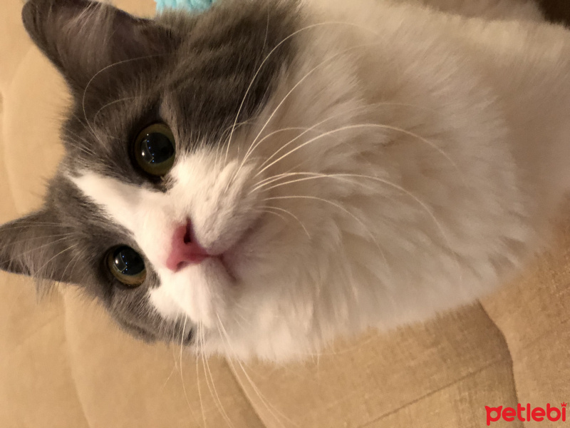 Tekir Kedi, Kedi  Mimi fotoğrafı