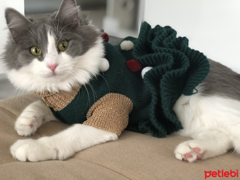 Tekir Kedi, Kedi  Mimi fotoğrafı