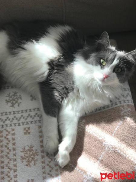Tekir Kedi, Kedi  Mimi fotoğrafı