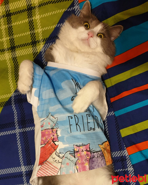 Tekir Kedi, Kedi  Mimi fotoğrafı