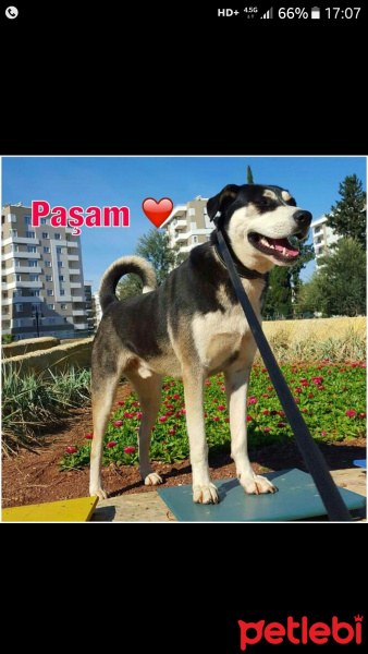 Sibirya Kurdu (Husky), Köpek  Pasa fotoğrafı
