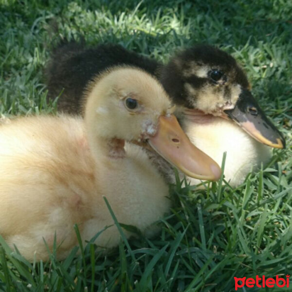 Ördek, Kuş  ördöş fotoğrafı