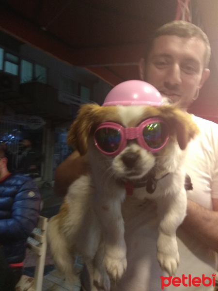 Pekingese, Köpek  pamuk fotoğrafı