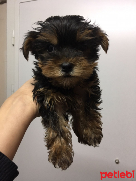 Yorkshire Terrier, Köpek  LEO fotoğrafı