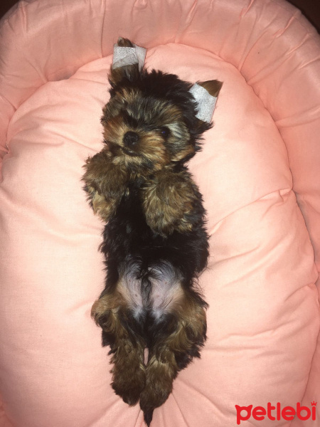 Yorkshire Terrier, Köpek  LEO fotoğrafı
