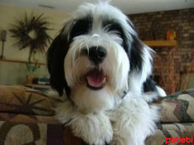 Tibet Terrieri, Köpek  JUL fotoğrafı