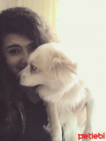 Pappilon, Köpek  Oskar fotoğrafı
