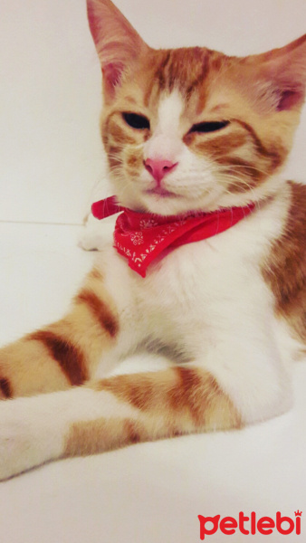 Tekir Kedi, Kedi  ZEUS fotoğrafı