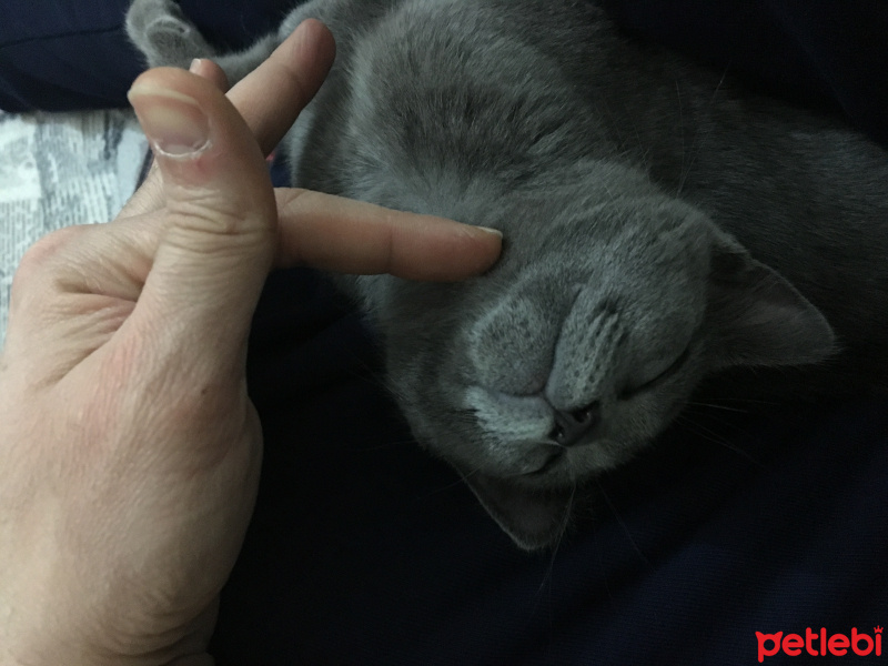 Mavi Rus, Kedi  Şanslı fotoğrafı