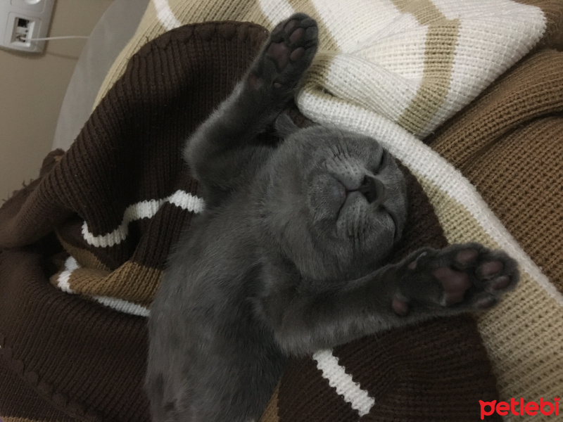 Mavi Rus, Kedi  Şanslı fotoğrafı