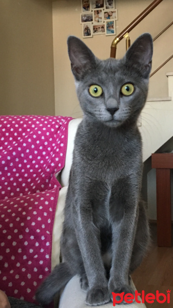Mavi Rus, Kedi  Şanslı fotoğrafı