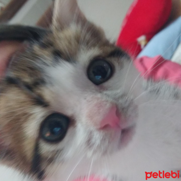 Tekir Kedi, Kedi  Boncuk fotoğrafı