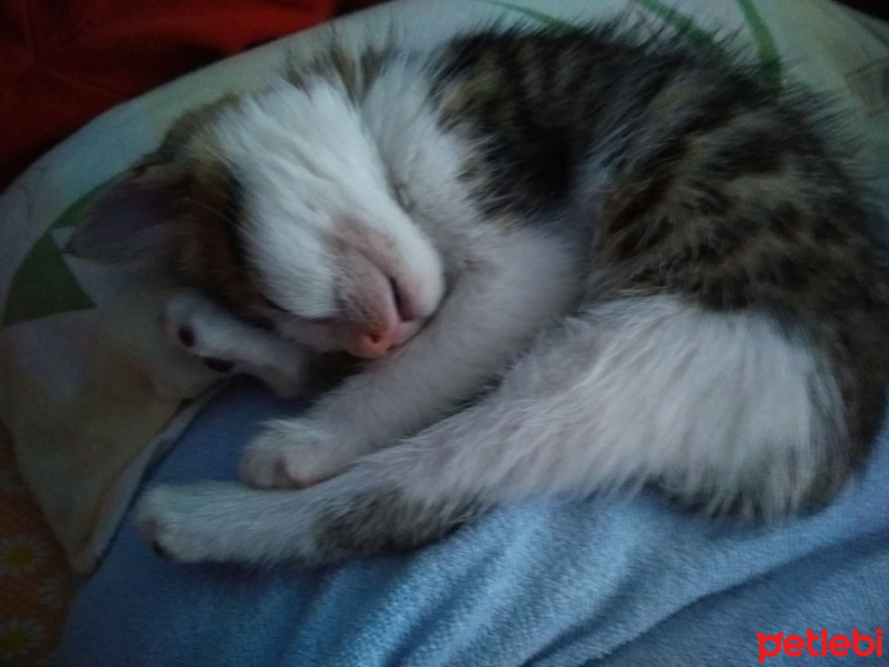 Tekir Kedi, Kedi  Boncuk fotoğrafı