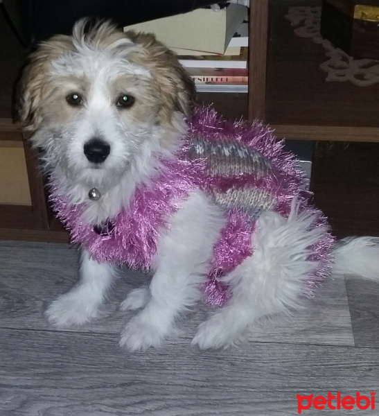 Maltese, Köpek  Naz fotoğrafı