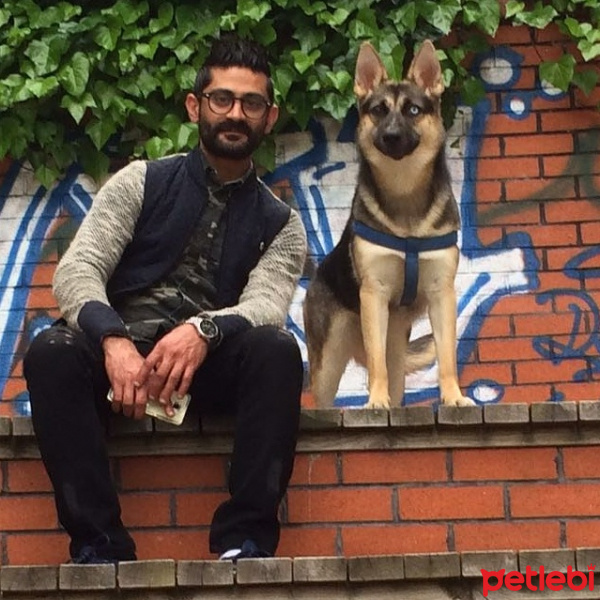 Alman Çoban Köpeği, Köpek  Chiwas fotoğrafı
