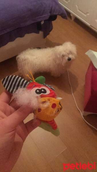 Maltese, Köpek  Umut fotoğrafı
