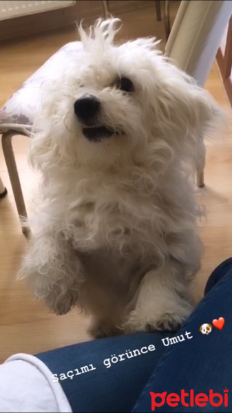 Maltese, Köpek  Umut fotoğrafı