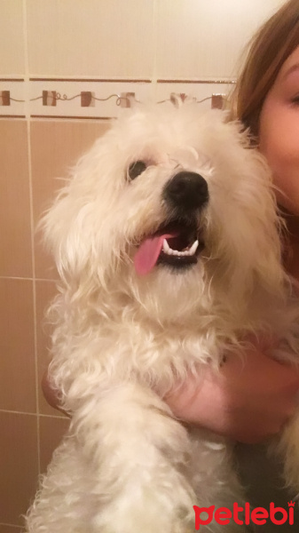 Maltese, Köpek  Umut fotoğrafı