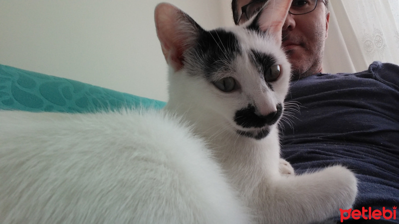 Tekir Kedi, Kedi  bulut fotoğrafı